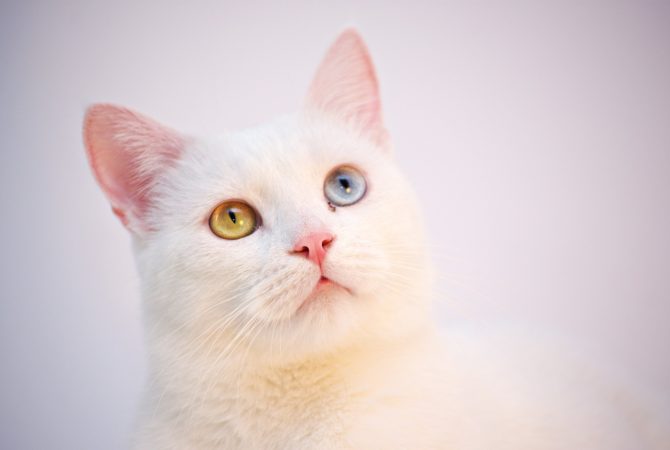 As raças mais inteligentes de gatos e curiosidades sobre os felinos