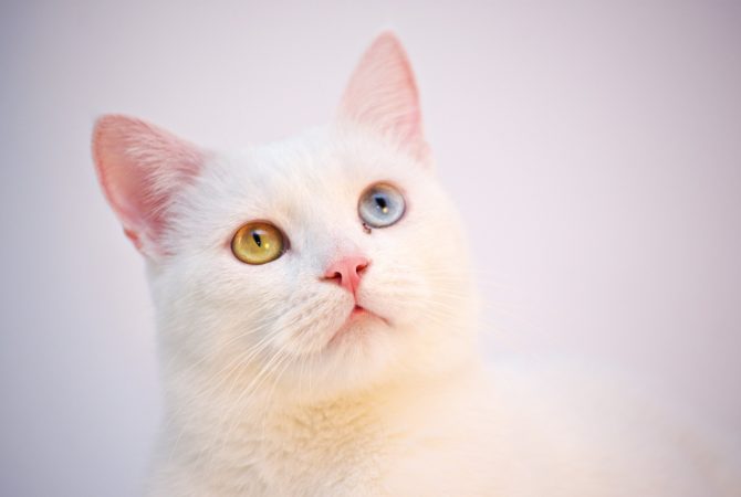 Curiosidades sobre o comportamento dos gatos