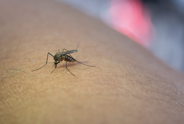 Mosquito
