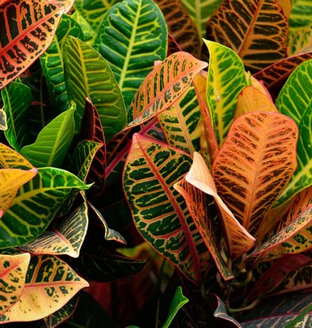 Plantas em casa