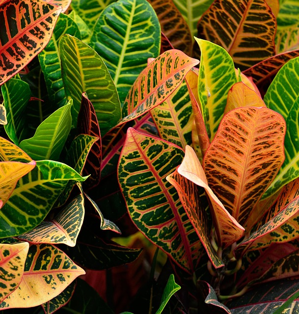 Cróton- Com suas folhas coloridas, o Cróton é originário da Ásia e aprecia luz solar direta. Mantenha o solo úmido e posicione-o próximo a janelas ensolaradas, varandas ou quintais para realçar suas cores vibrantes.