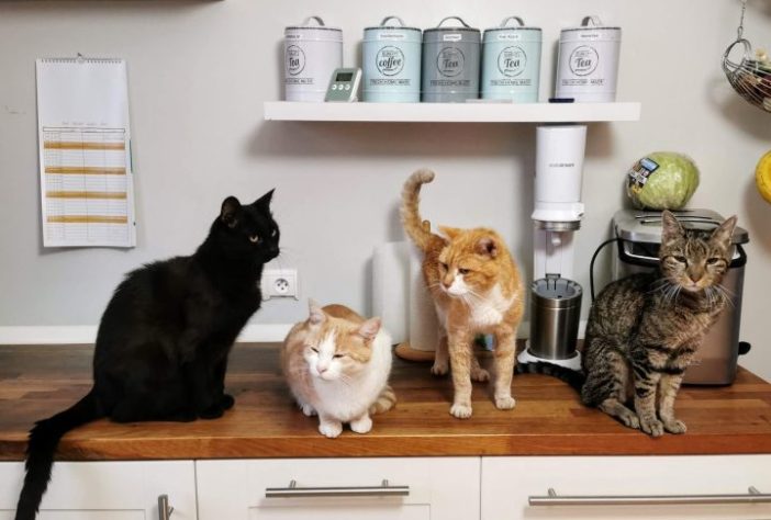 Gatos - Dietmar Ludmann/Unsplash