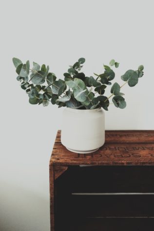 Plantas em casa