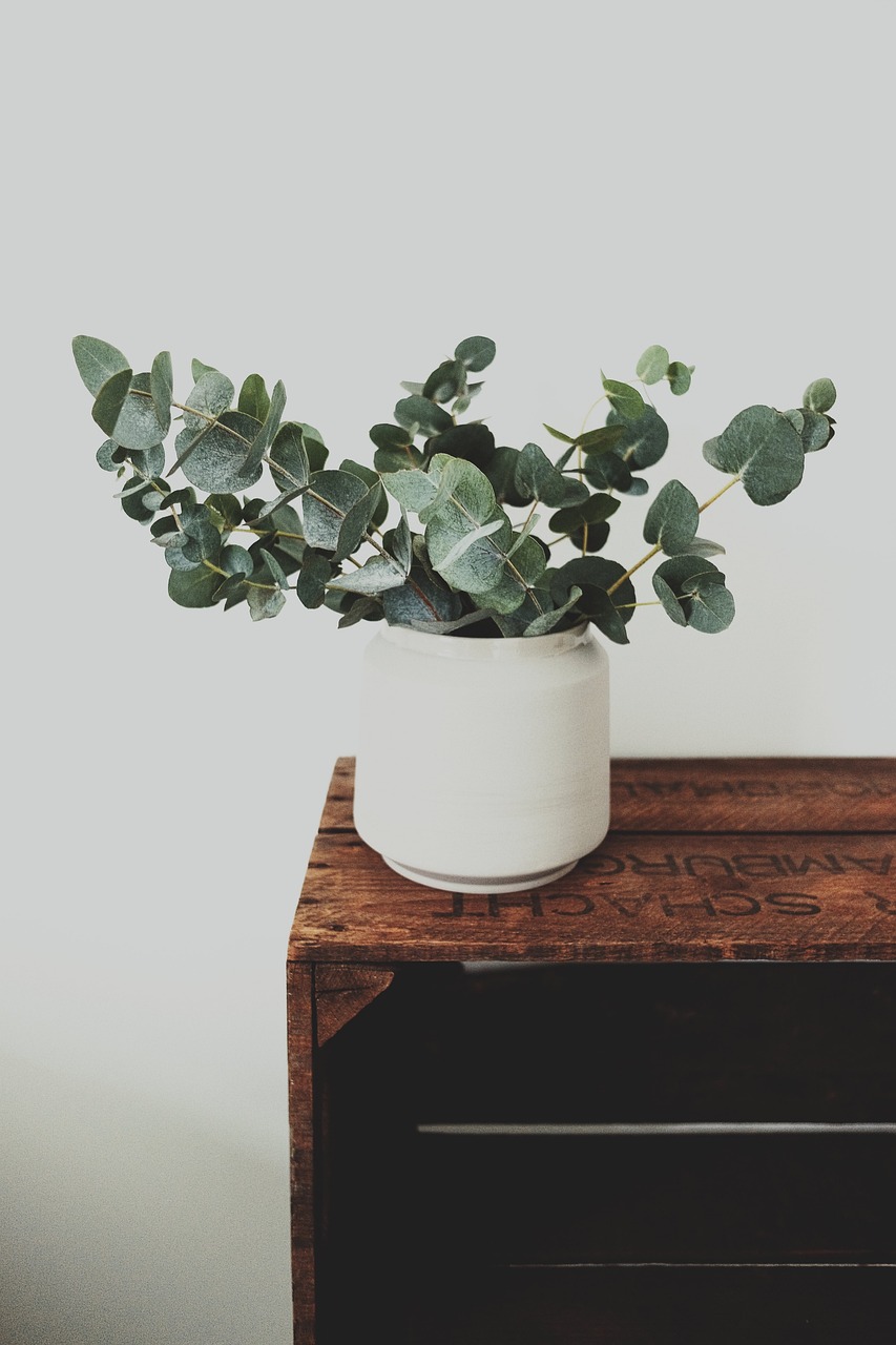 Vamos explorar as características e cuidados de algumas plantas populares para tornar seu espaço mais verde e harmonioso.