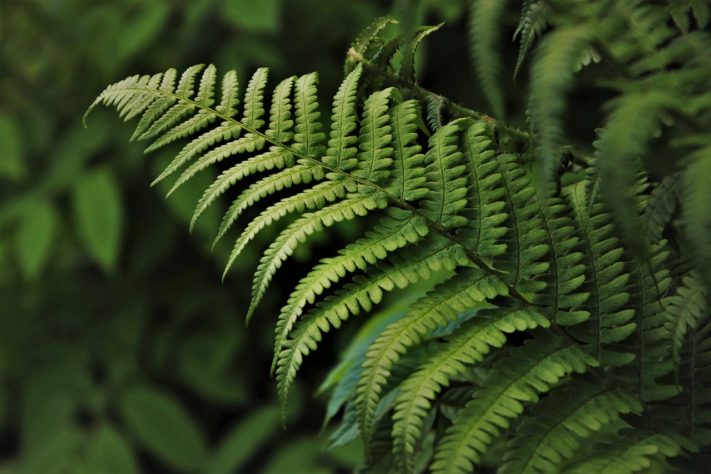 Plantas em casa