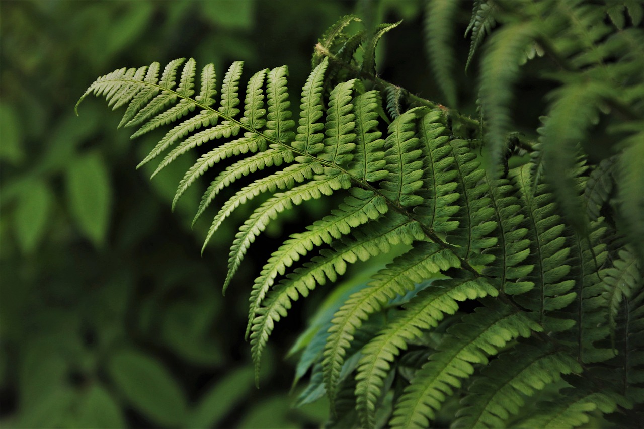 Samambaia- Prefere sombra parcial e solo úmido. Originária de regiões tropicais, é ótima para áreas internas com boa umidade, como banheiros. Evite luz solar direta e mantenha o solo sempre úmido.
