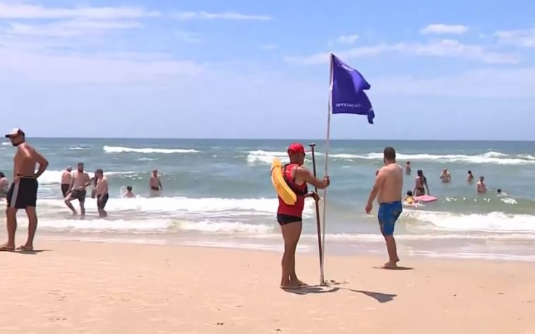 Águas-vivas em praias gaúchas 