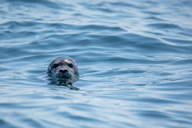 Eles basicamente vivem da pesca e da caça de focas, ursos e raposas em uma área de aproximadamente 7,4 km², onde estão localizadas cerca de 40 casas.