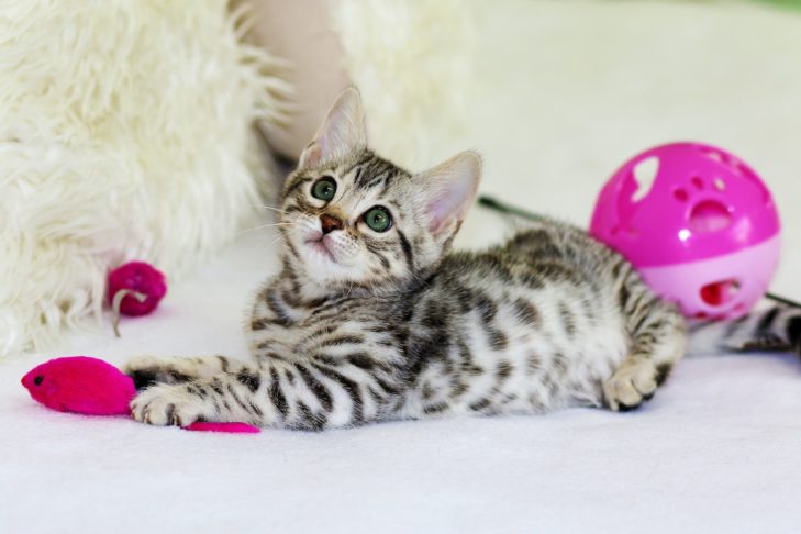 Vamos conhecer mais algumas curiosidades e características desses felinos, publicadas pelo Hospital Veterinário de Santa Marinho, em Vila Nova de Gaia,  Portugal.-Kim Davies Unsplash