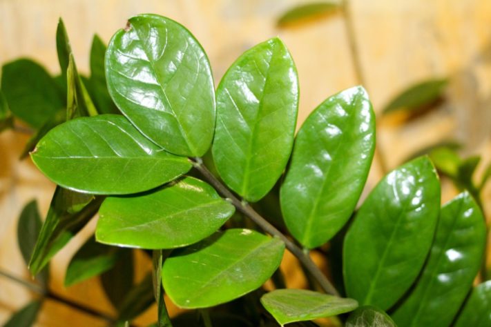 zamioculca plantas
