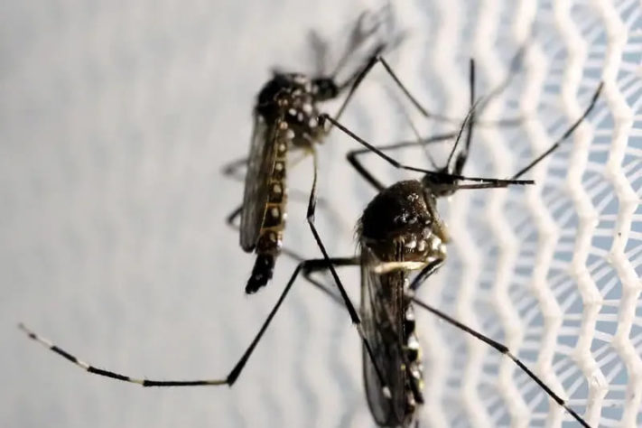 Vacina brasileira contra a dengue