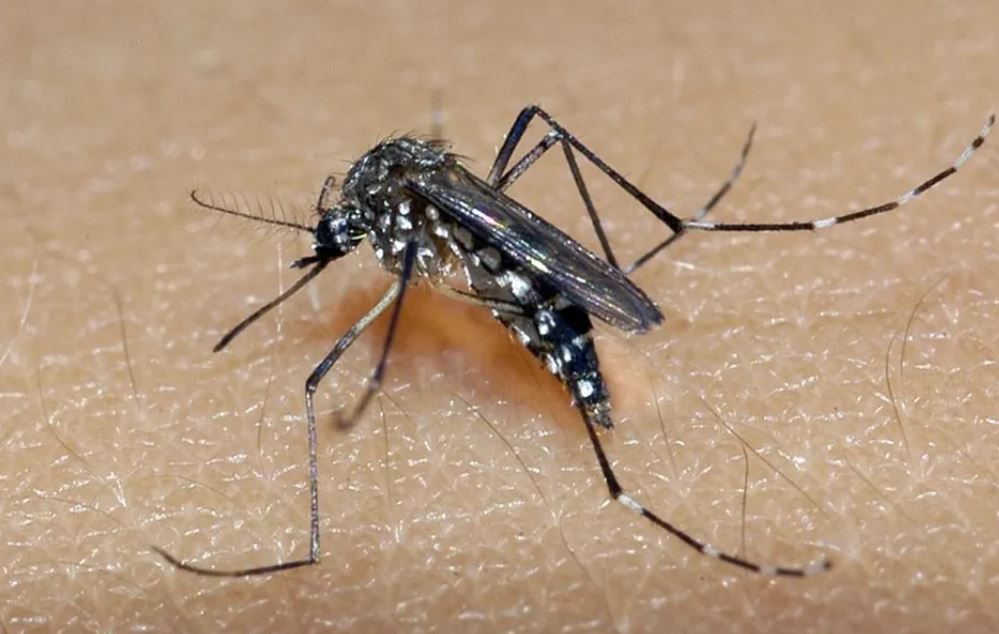 Vacina brasileira contra a dengue