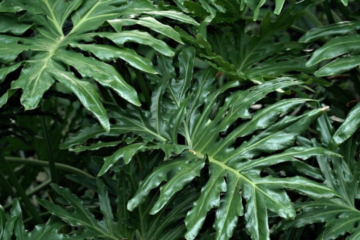Plantas GENÉRICAS