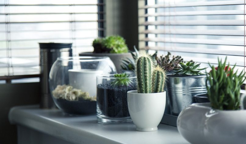 Plantas em casa