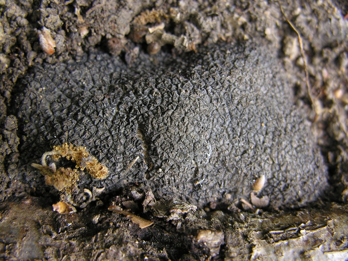 A trufa negra é um fungo subterrâneo que cresce em simbiose com as raízes de carvalhos, aveleiras e cerejeiras. -© Michel Royon Wikimedia Commons