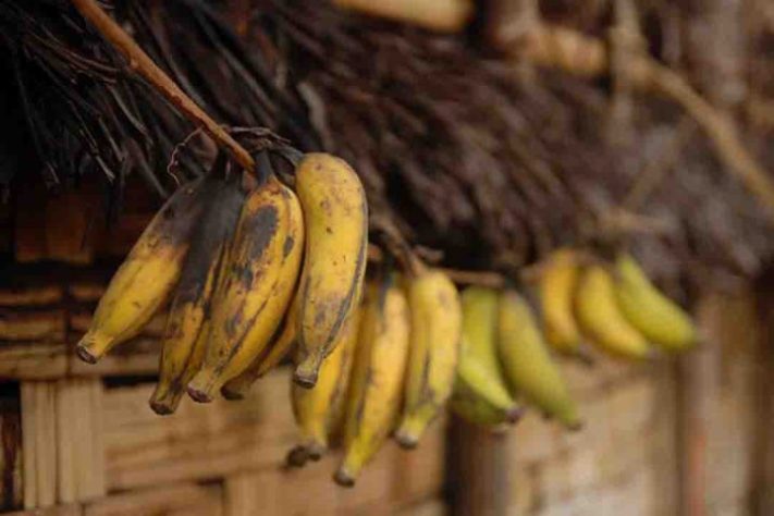 Banana de Madagascar - Frutas Exóticas - Flickr arek ziemba
