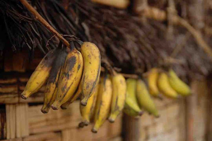 Uma de suas características é a capacidade de infectar o sistema vascular das plantas, provocando a chamada "murcha de Fusarium", uma doença que afeta culturas como tomate, banana, algodão e batata, entre outras.