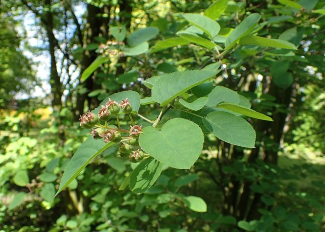 Árvore shadblow serviceberry