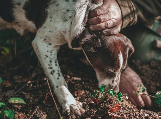 Cães farejadores caçando trufas 