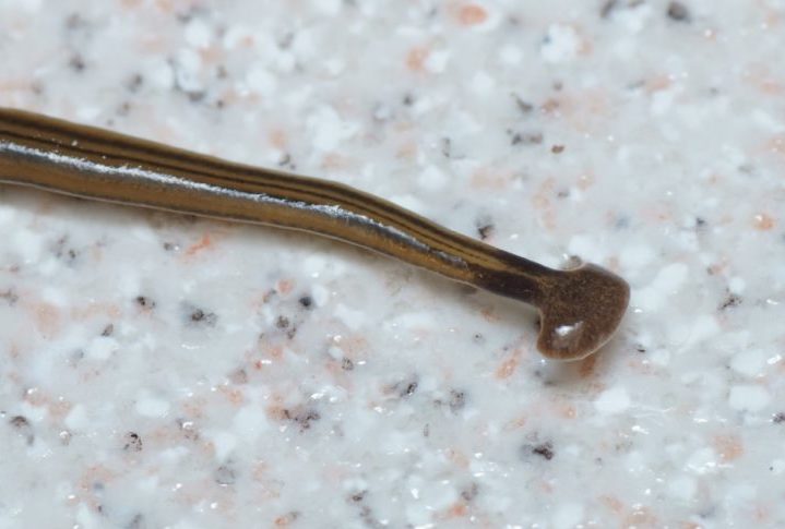 Esse animal carrega uma toxina chamada tetrodotoxina, que também é encontrada no peixe Baiacu e pode ser fatal. Por isso, há preocupações com o impacto dele no ecossistema.