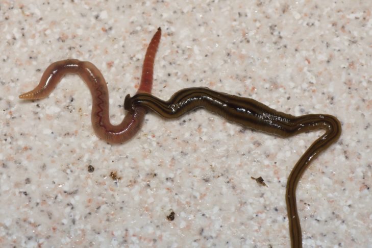 A espécie representa uma ameaça à biodiversidade local, pois compete com outras espécies de predadores por alimento e pode levar ao declínio de populações de minhocas, por exemplo.
