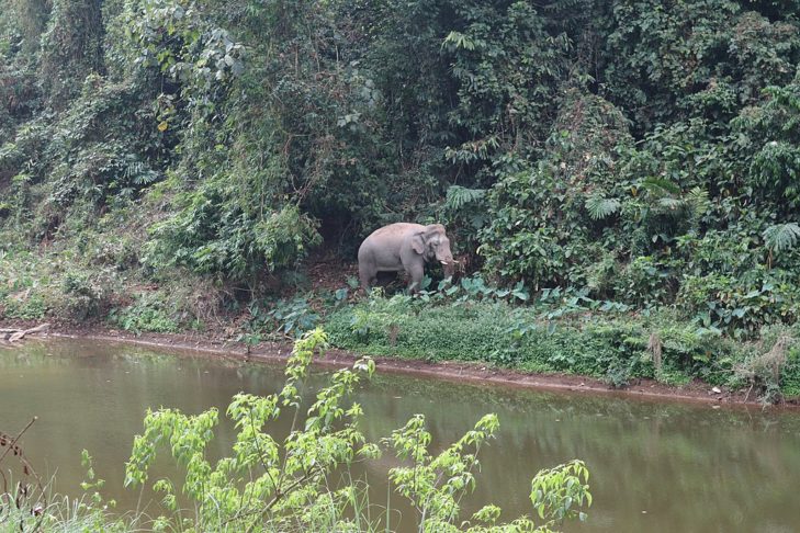 O parque abriga uma variedade de animais, como elefantes, ursos, gibões e até tigres -- embora sejam raros de se avistar. É possível agendar passeios noturnos para observar a vida selvagem.-wikimedia commons TomaszSwatowski
