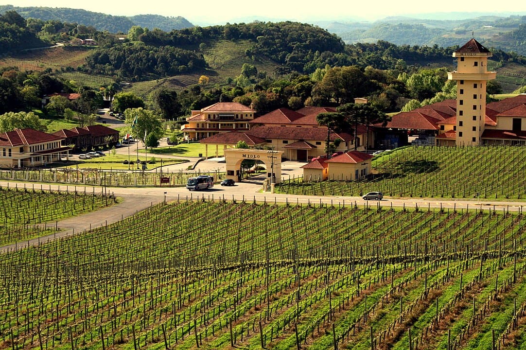 No Brasil, o Rio Grande do Sul é o principal estado produtor de vinho (e também de uva, a fruta usada na produção da bebida. Na Serra Gaúcha, a viticultura é desenvolvida em pequenas propriedades com uma área média de 15 hectares. 