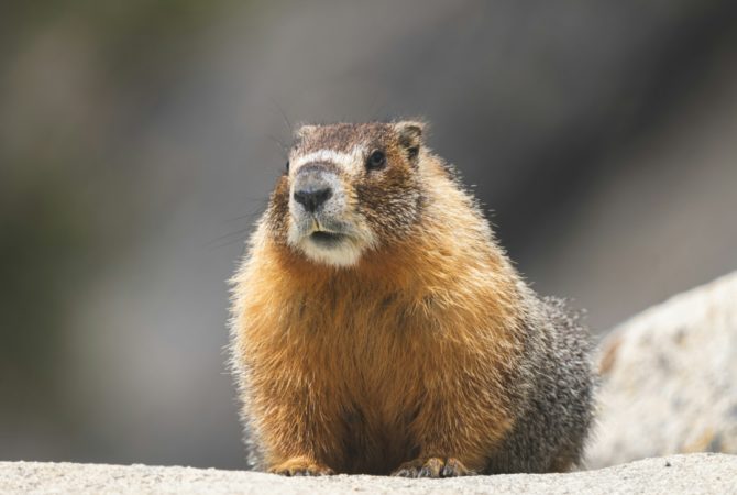 Marmota, grilo e sapo: veja os animais que ‘preveem o tempo’