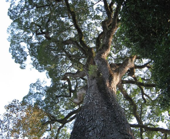 Jequitibá