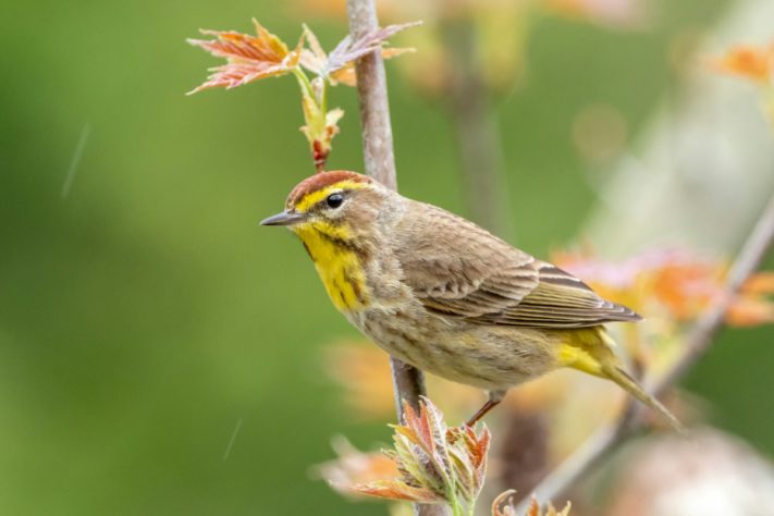 Toutinegra de asas douradas