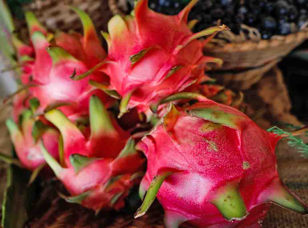 Pitaya (Hylocereus undatus) - Também conhecida como fruta-do-dragão, é originária da América Central e do México, cultivada atualmente em várias partes do mundo, incluindo a Ásia (como Vietnã, Tailândia e Malásia), Israel, Estados Unidos e Brasil.  - Flickr Wenderson Araujo