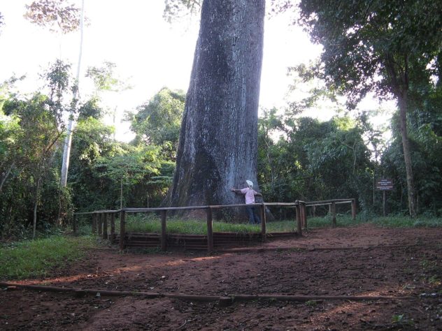 Jequitibá