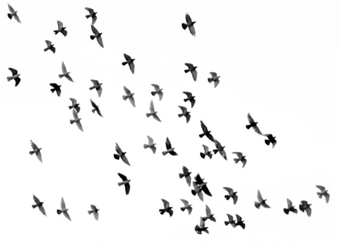 Aves voando