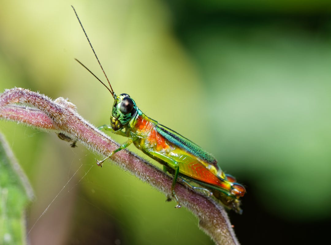HÃ¡ tambÃ©m estudiosos que dizem que os grilos podem ser usados como termÃŽmetros naturais. Eles sÃ£o insetos que tÃªm a temperatura do corpo influenciada pelo ambiente, alÃ©m de fazerem mais barulho em dias mais quentes.
