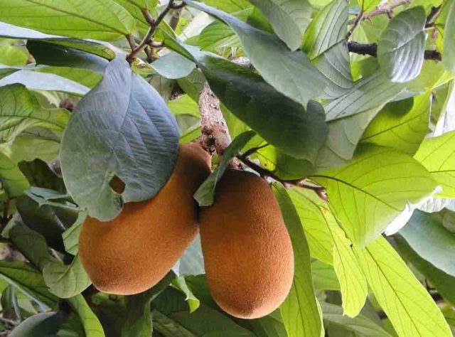 Cupuaçu - Frutas Exóticas 