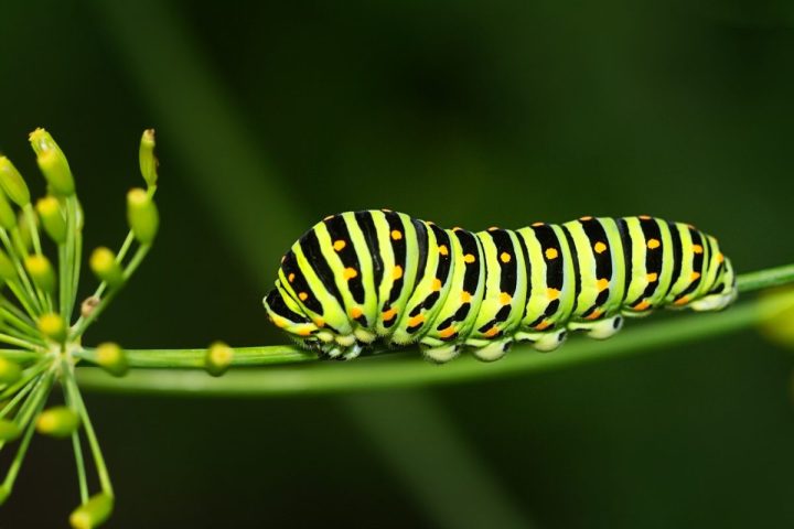 Poucas criaturas simbolizam tão bem a transformação da natureza quanto as lagartas. Discretas, coloridas e por vezes perigosas, elas habitam florestas, jardins e até o interior de casas sem que se perceba a sua presença. Apesar de representarem apenas uma fase da vida de borboletas e mariposas, elas exercem papel ecológico essencial nos ecossistemas em que vivem. Conhecer suas características é uma forma de respeitar a biodiversidade e, ao mesmo tempo, saber como se proteger dos riscos que algum -  (crédito: Michael Reichelt/Pixabay)