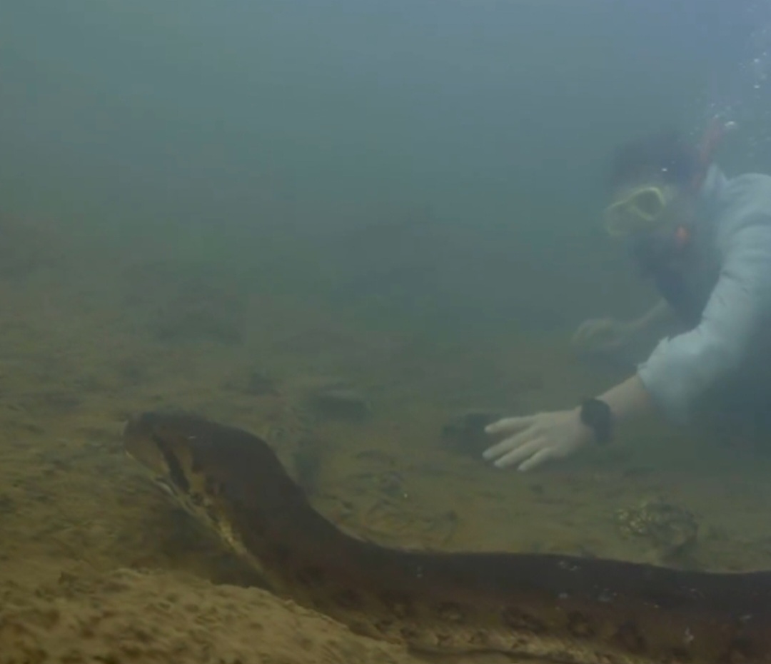 O holandês Freek Vonk é da Universidade de Amsterdam. Ele entrou no rio e nadou ao lado da sucuri-verde. 
