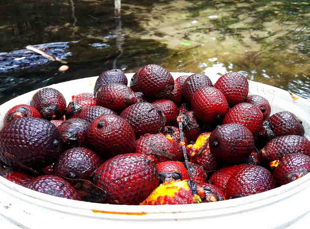 Buriti – Seu óleo é rico em carotenoides, que protegem contra o envelhecimento precoce. Utilizado em filtros solares, óleos bronzeadores e cremes antioxidantes.
- Imagem de Edinaldo Maciel edy boy por Pixabay