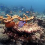 Barreira de Coral Florida Keys