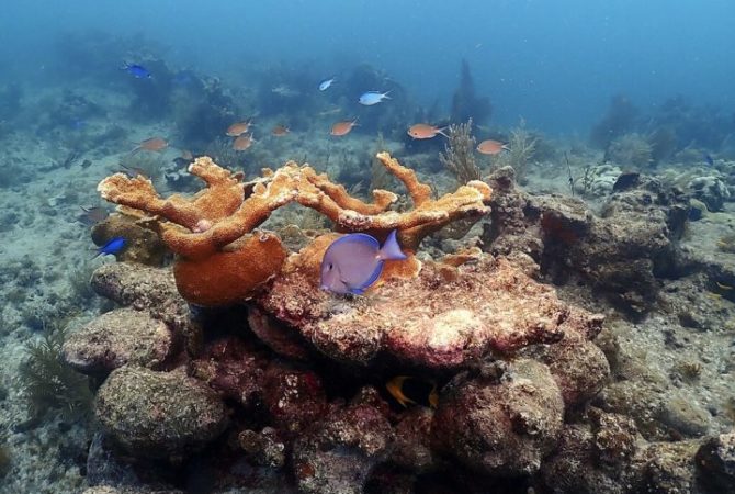 Sistema de coral brasileiro é um dos maiores do mundo; conheça!