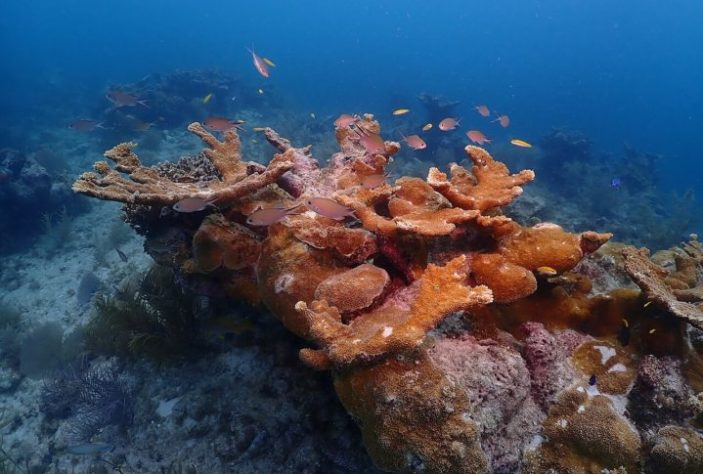 Barreira de Coral Florida Keys