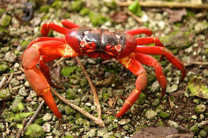 Caranguejo-vermelho gigante
