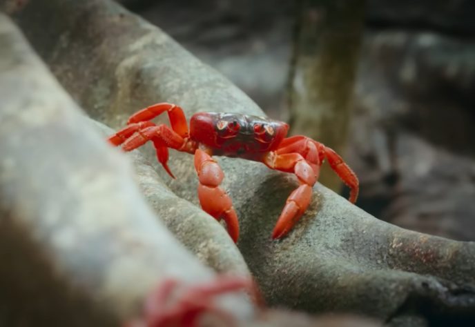Caranguejo-vermelho gigante