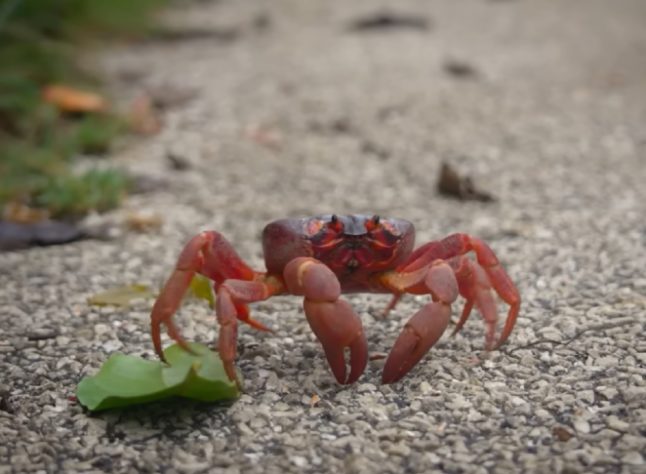 Caranguejo-vermelho gigante