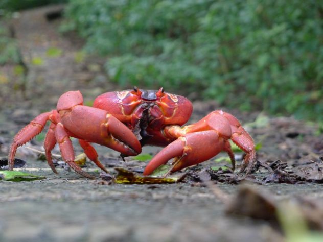 Caranguejo-vermelho gigante