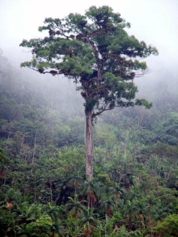 Jequitibá