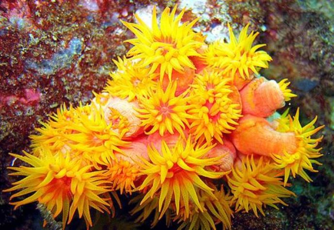 coral sol 