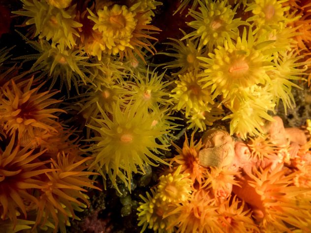 coral sol 