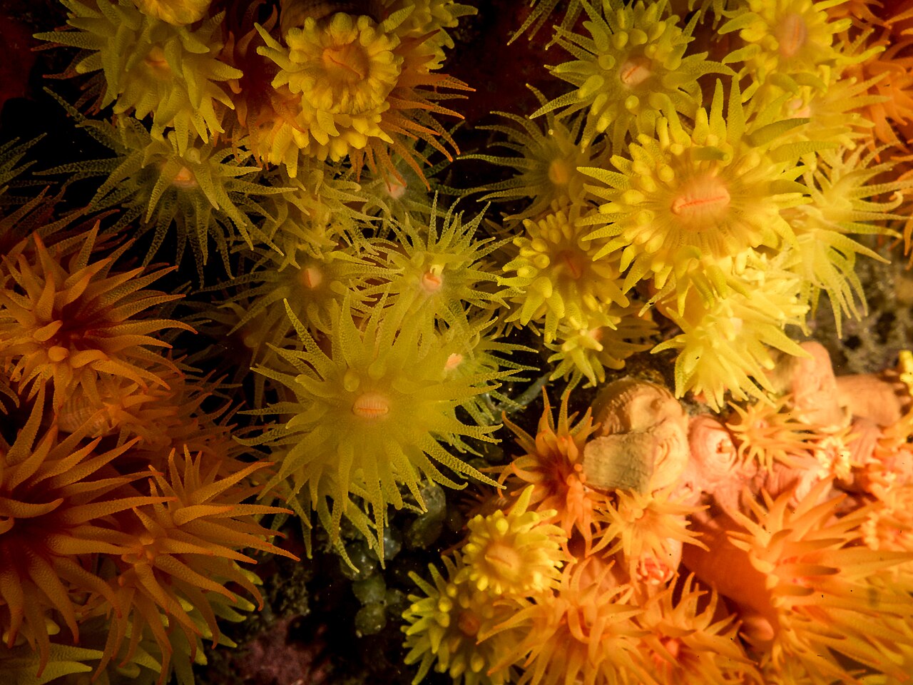 Pesquisadores observaram que as colônias de coral-sol podem liberar larvas em decorrência do estresse causado pela remoção.