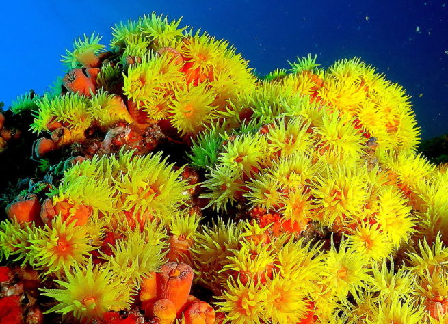 coral sol 